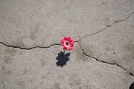 If a flower can grow through cement, you can achieve anything!